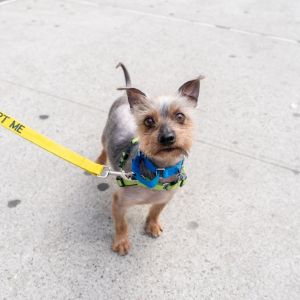 Sir Didymus Yorkshire Terrier Dog