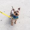 Sir Didymus photo 1