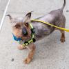 Sir Didymus photo 3