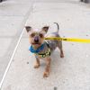Sir Didymus photo 4