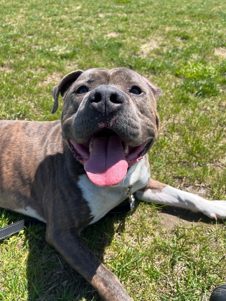Hugo AKA sweet ole' boy
