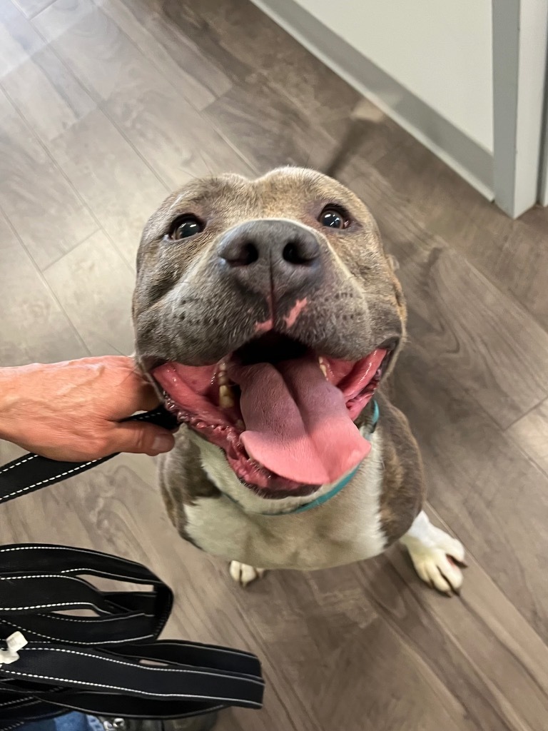Hugo AKA sweet ole' boy