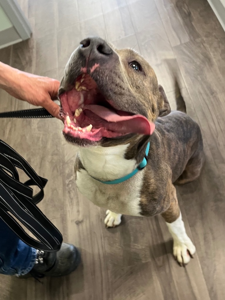 Hugo AKA sweet ole' boy
