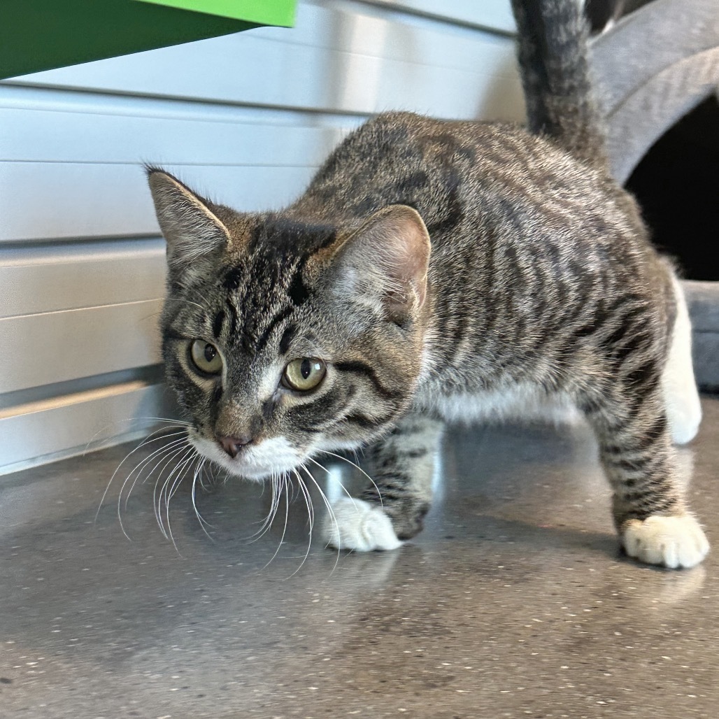 Turner, an adoptable Domestic Short Hair in Hailey, ID, 83333 | Photo Image 2