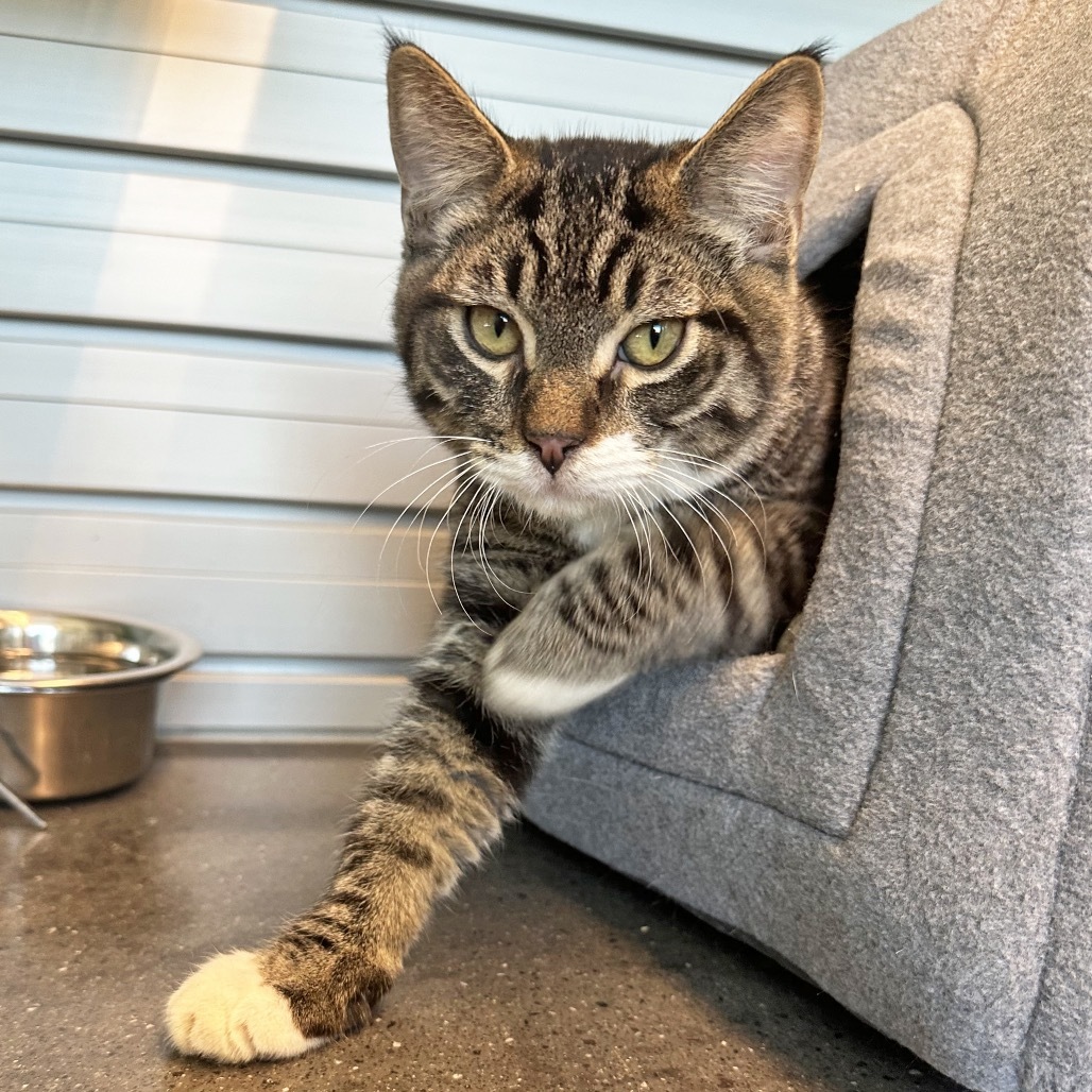 Turner, an adoptable Domestic Short Hair in Hailey, ID, 83333 | Photo Image 3
