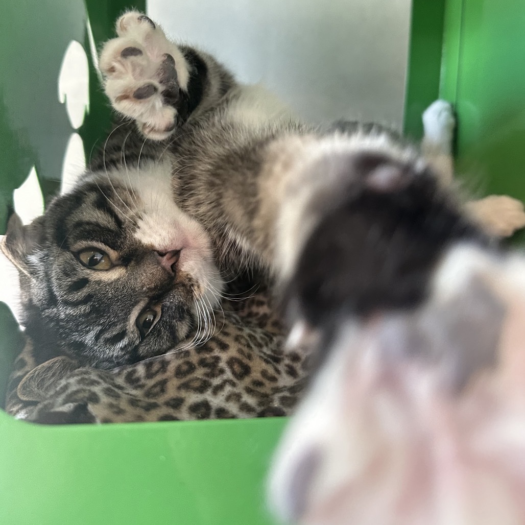 Turner, an adoptable Domestic Short Hair in Hailey, ID, 83333 | Photo Image 4