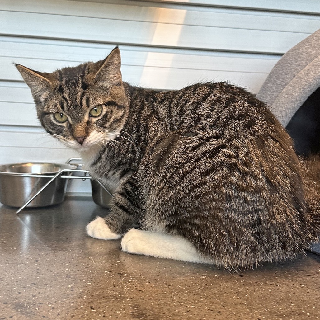 Turner, an adoptable Domestic Short Hair in Hailey, ID, 83333 | Photo Image 5