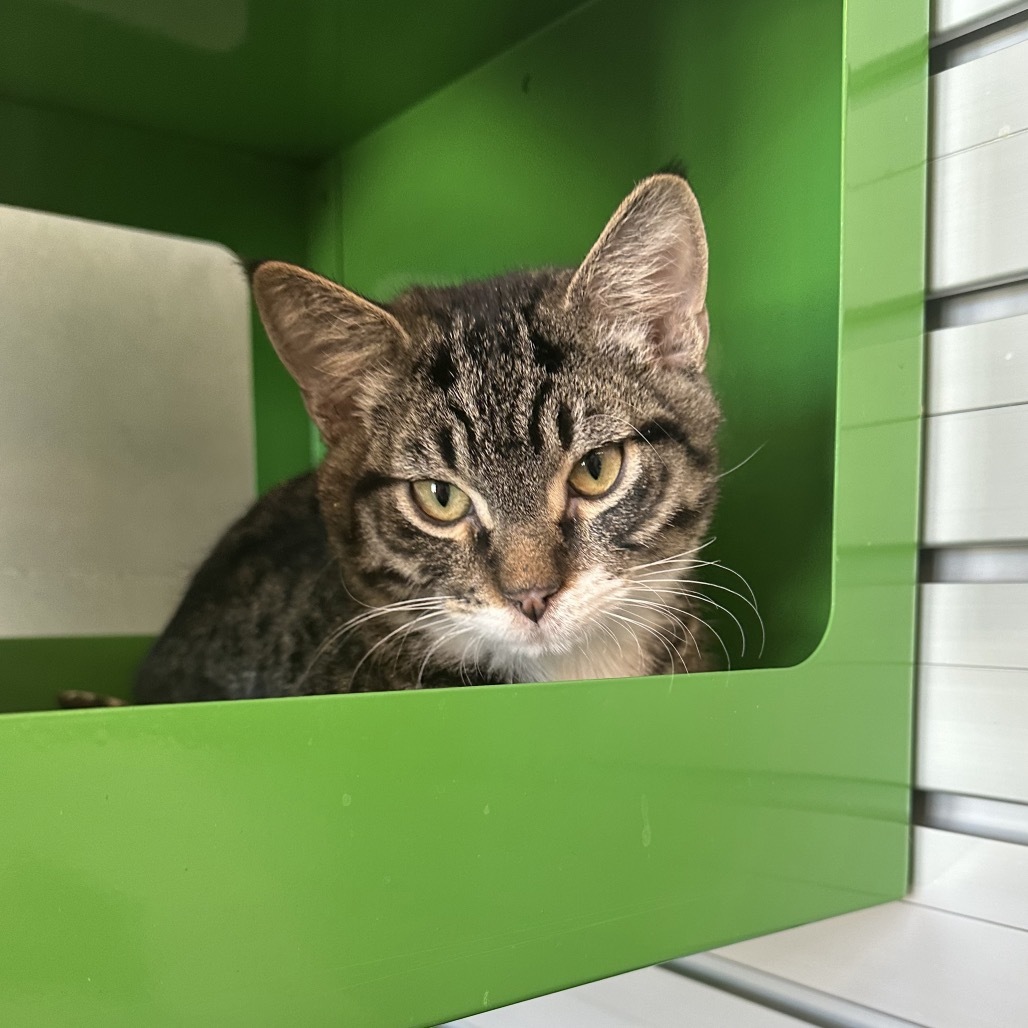 Turner, an adoptable Domestic Short Hair in Hailey, ID, 83333 | Photo Image 6