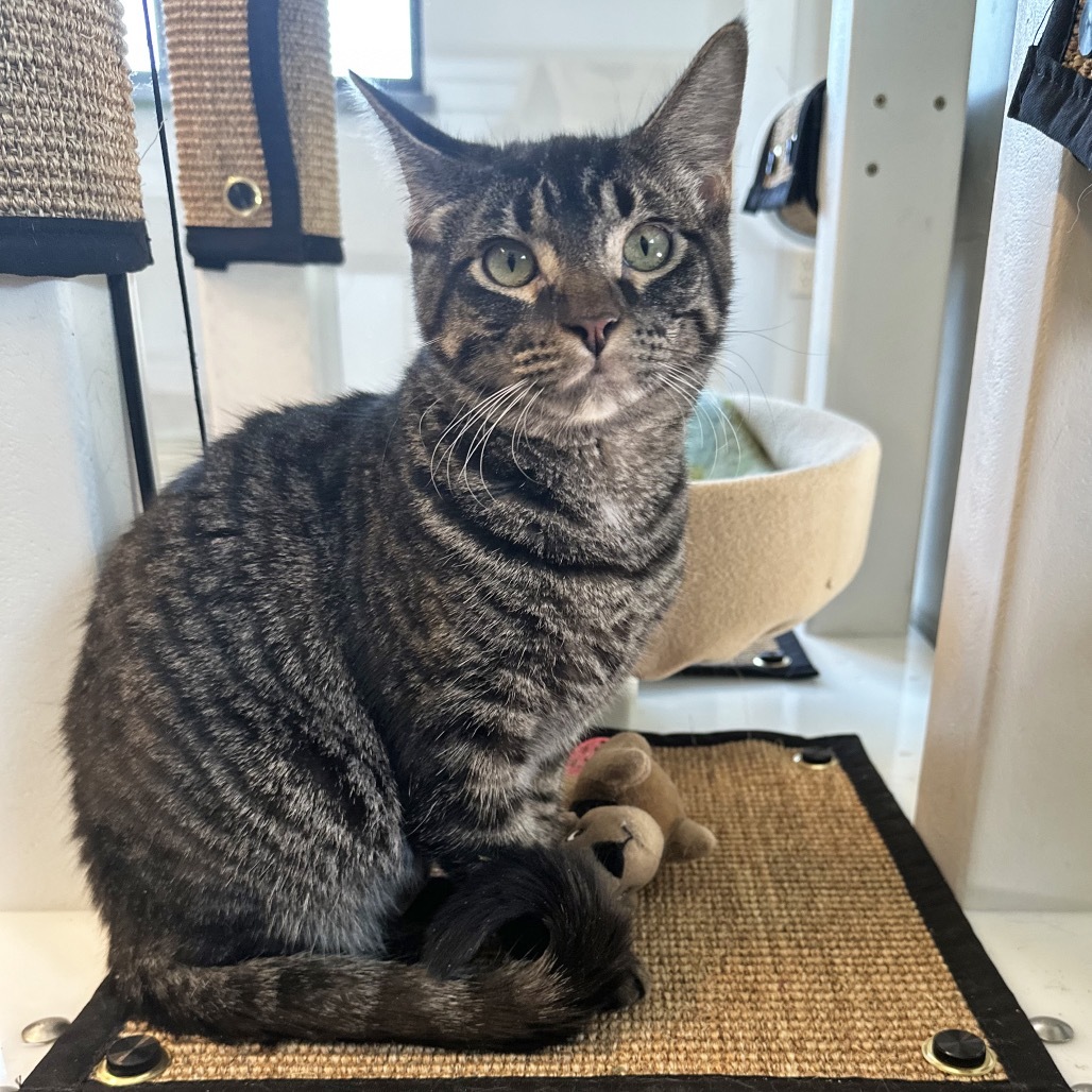 Tina, an adoptable Domestic Short Hair in Hailey, ID, 83333 | Photo Image 1