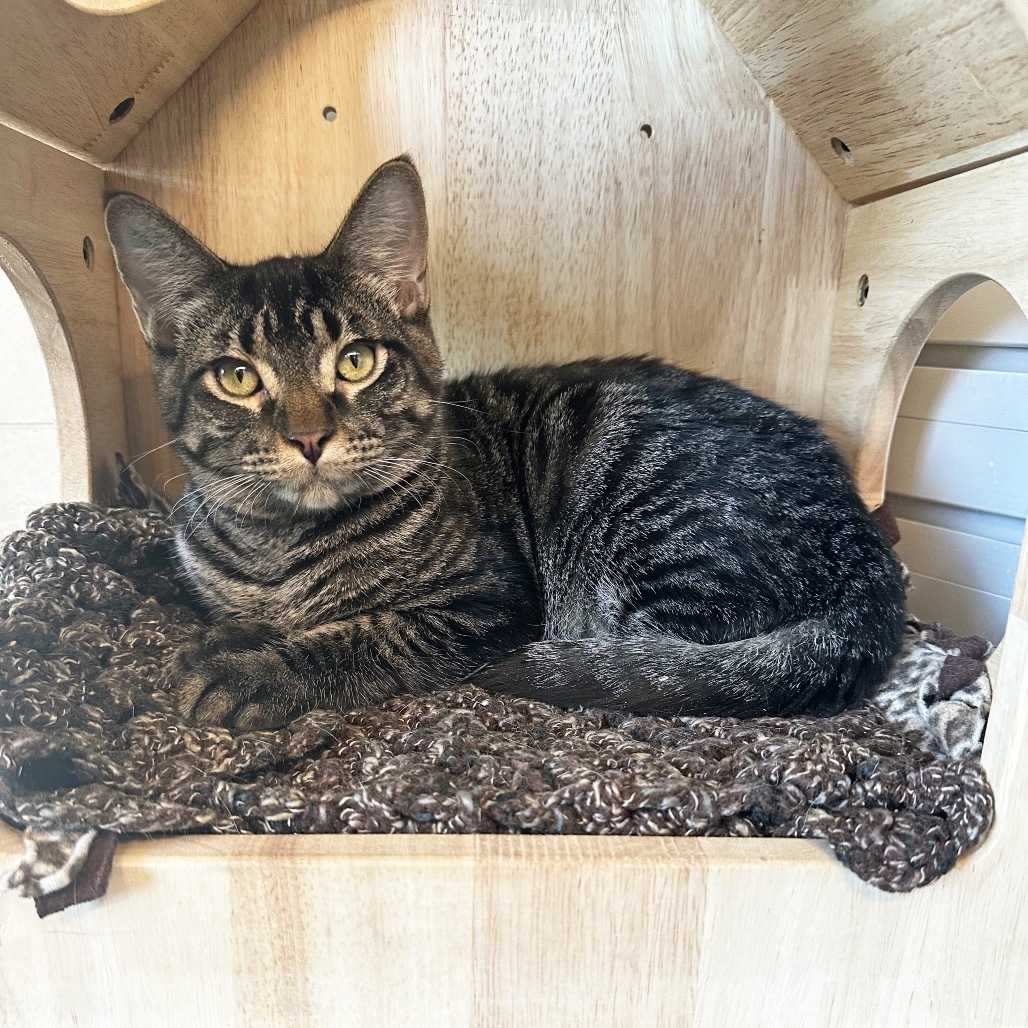 Tina, an adoptable Domestic Short Hair in Hailey, ID, 83333 | Photo Image 2