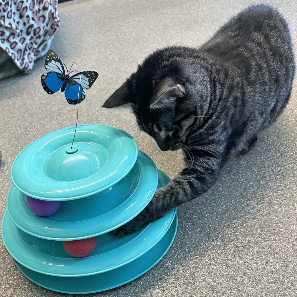 Tina, an adoptable Domestic Short Hair in Hailey, ID, 83333 | Photo Image 3