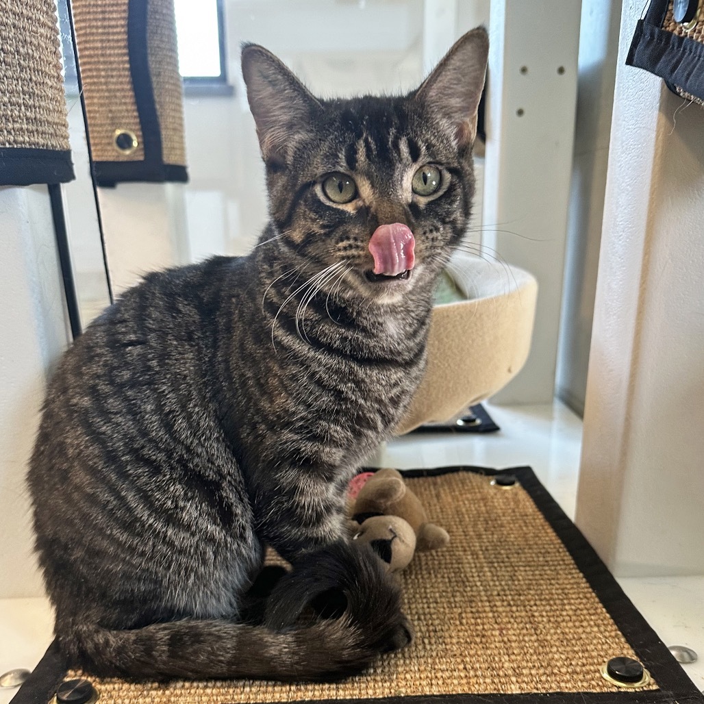 Tina, an adoptable Domestic Short Hair in Hailey, ID, 83333 | Photo Image 4