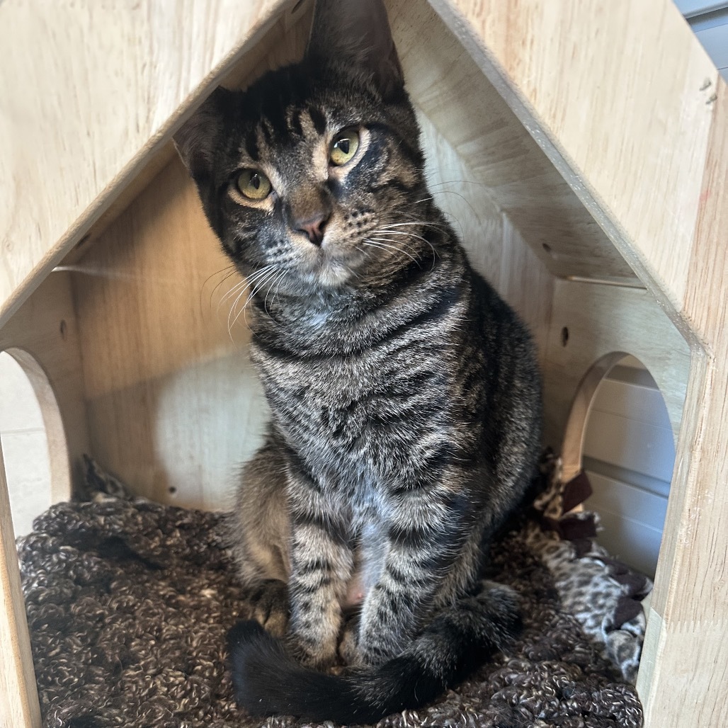 Tina, an adoptable Domestic Short Hair in Hailey, ID, 83333 | Photo Image 5