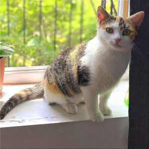 Echo is currently in foster care and ready for adoption via our virtual process Learn more about he