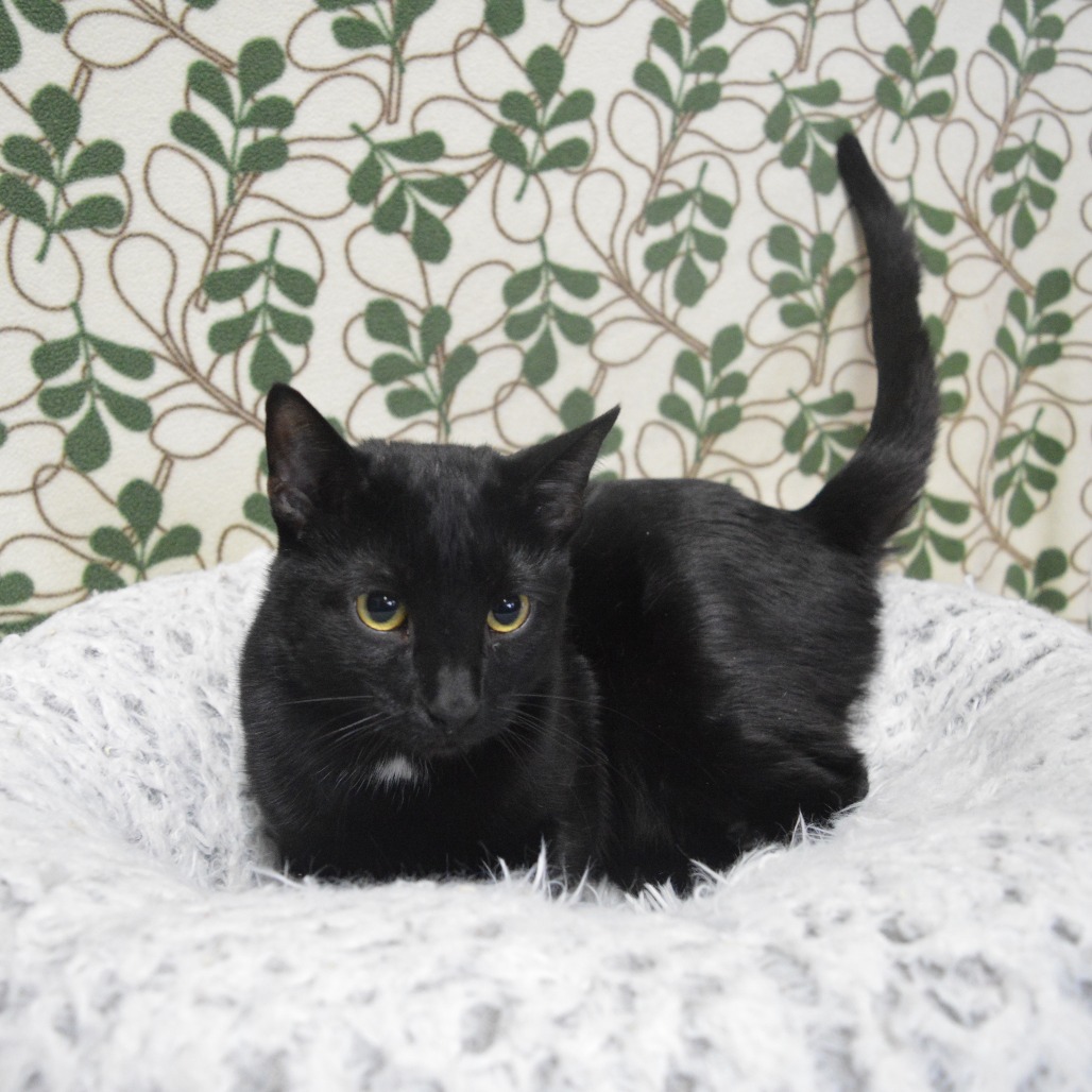 Onyx
