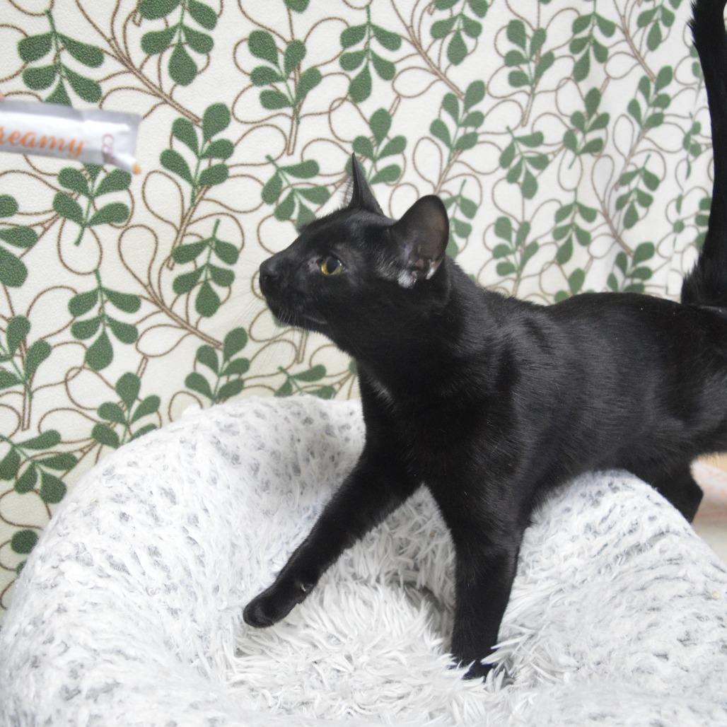 Onyx