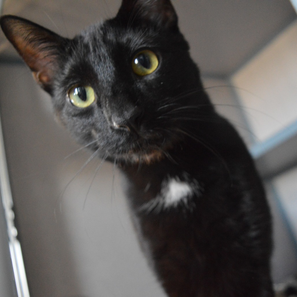 Onyx
