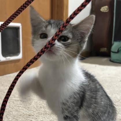 Leia