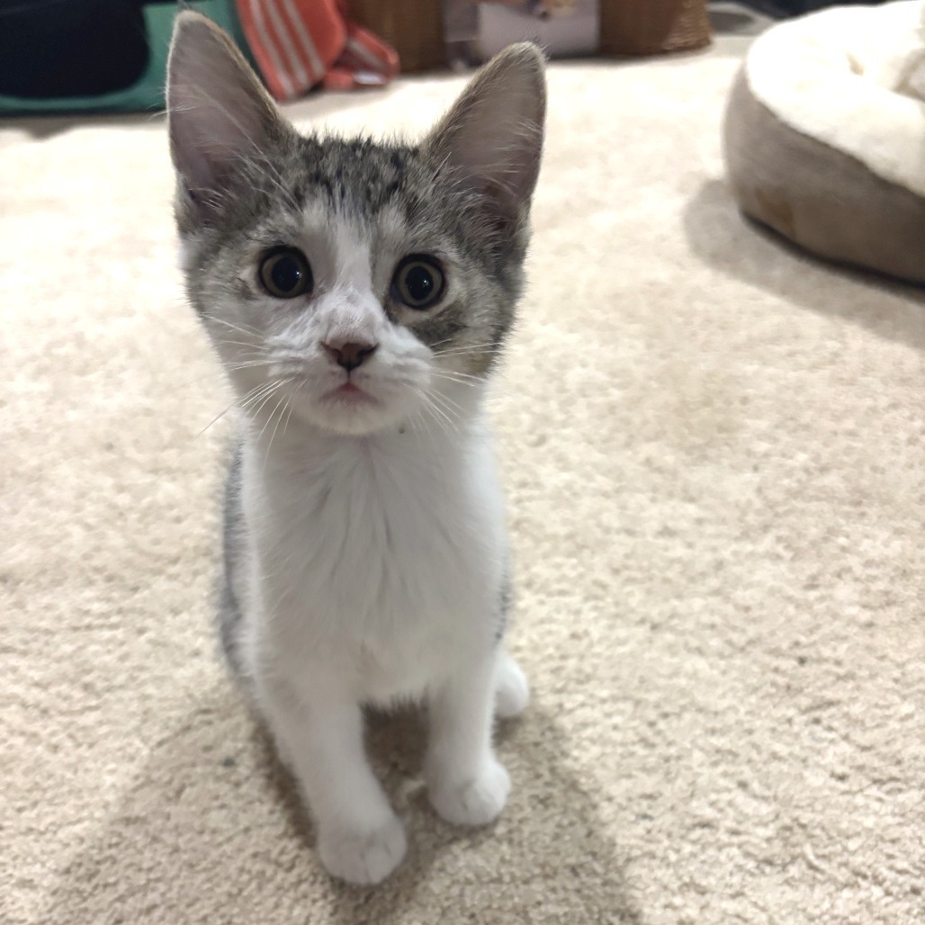 Leia