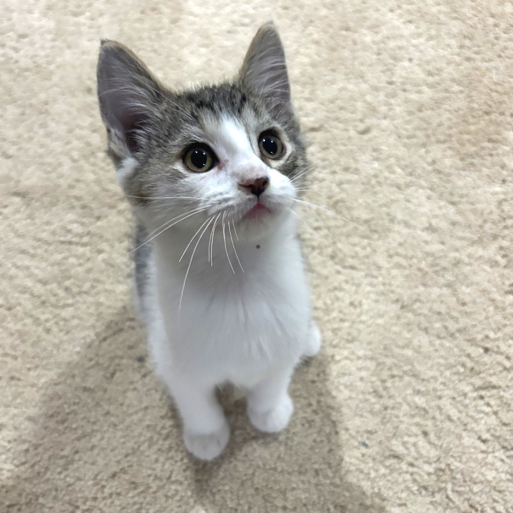 Leia
