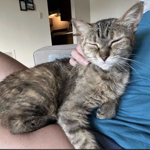 Mary, Senior Female Domestic Short Hair