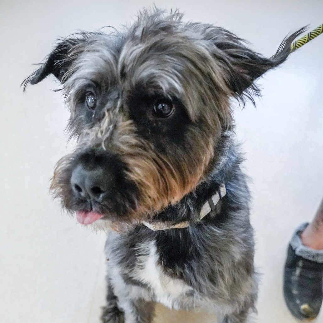 Star, an adoptable Mixed Breed in Thomaston, ME, 04861 | Photo Image 3