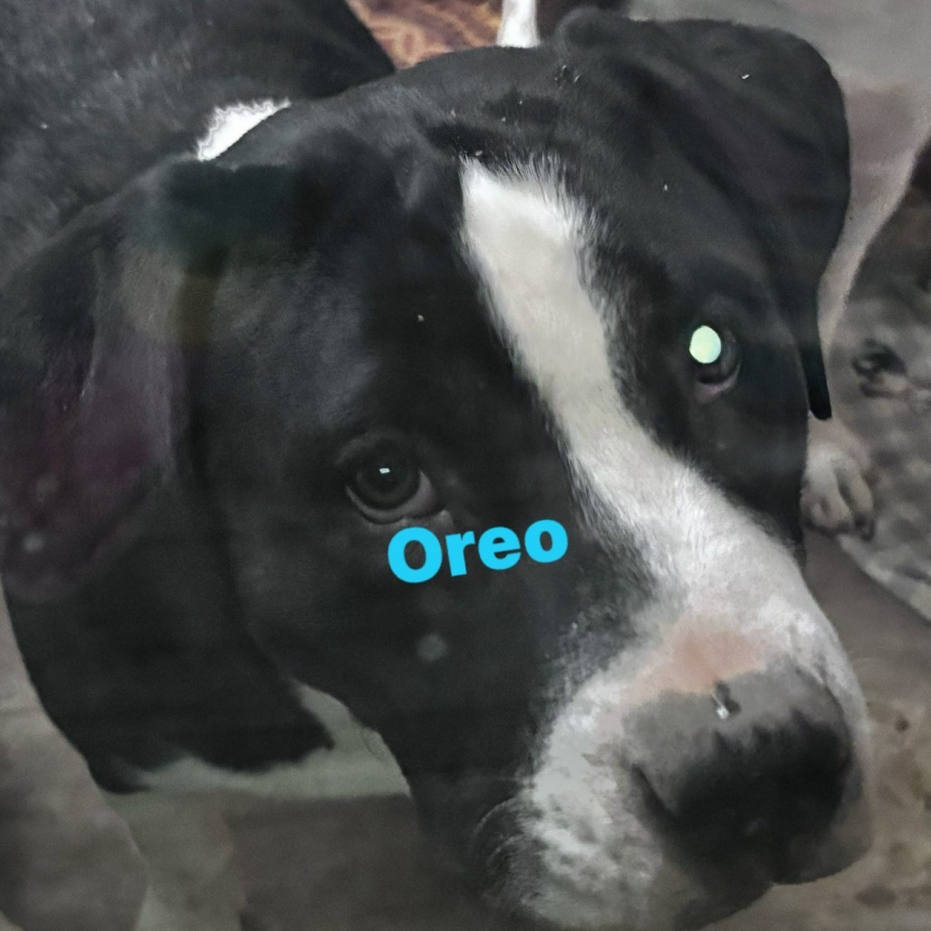 OREO MOO