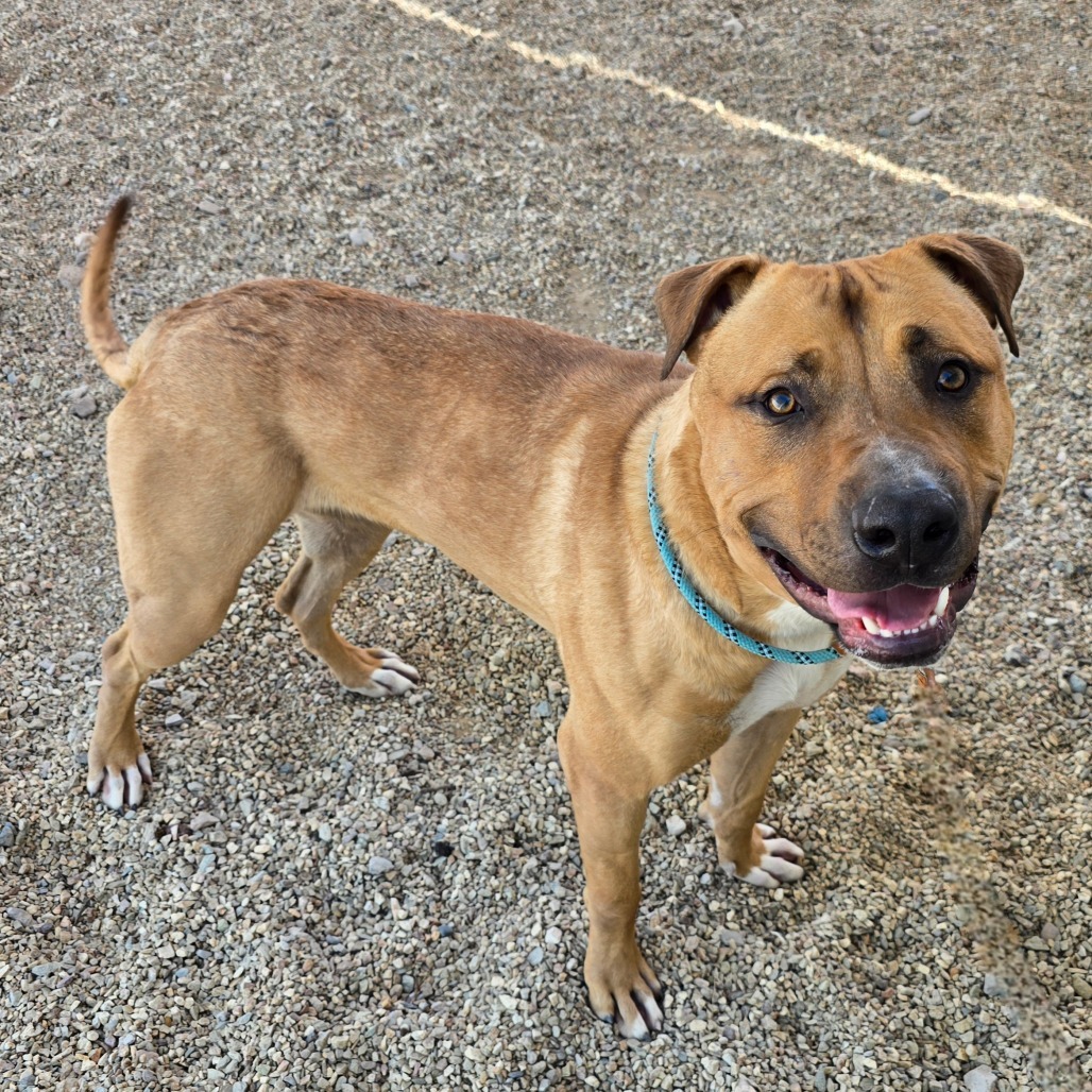 Raptor, an adoptable Mixed Breed in Wickenburg, AZ, 85390 | Photo Image 1