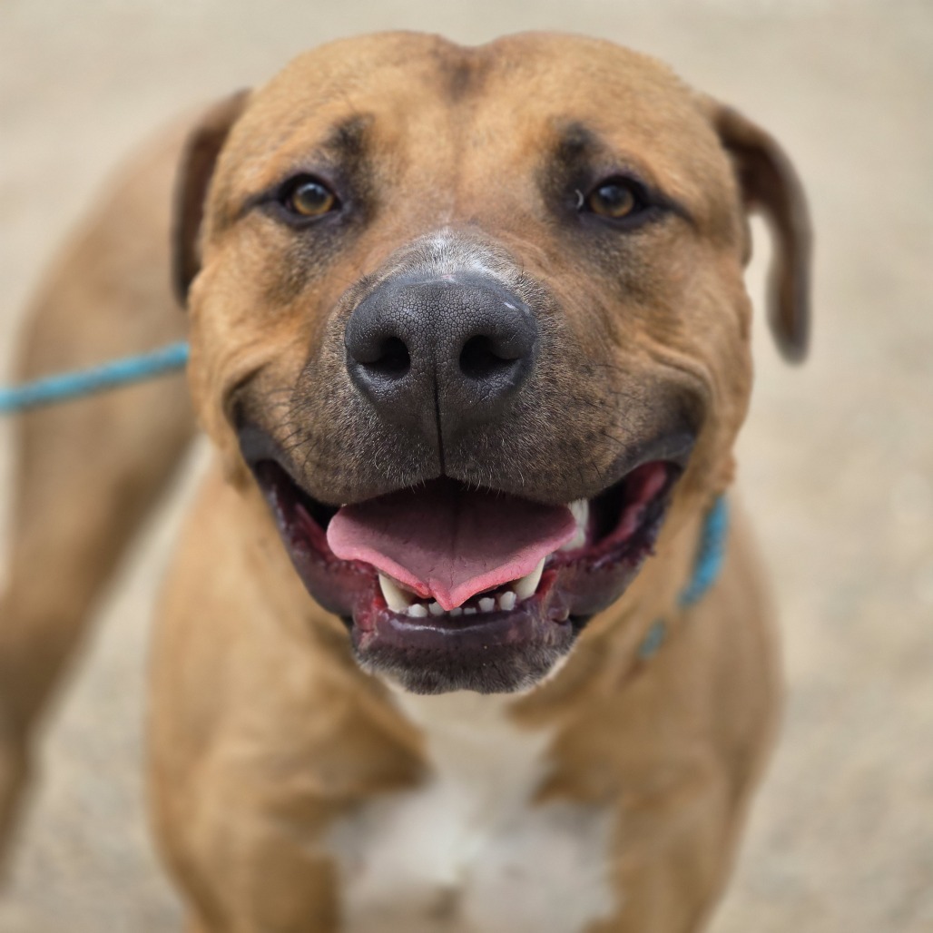 Raptor, an adoptable Mixed Breed in Wickenburg, AZ, 85390 | Photo Image 2