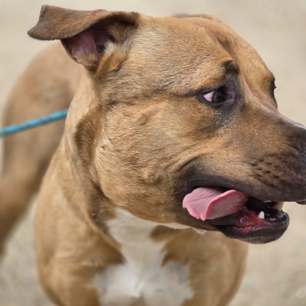 Raptor, an adoptable Mixed Breed in Wickenburg, AZ, 85390 | Photo Image 3