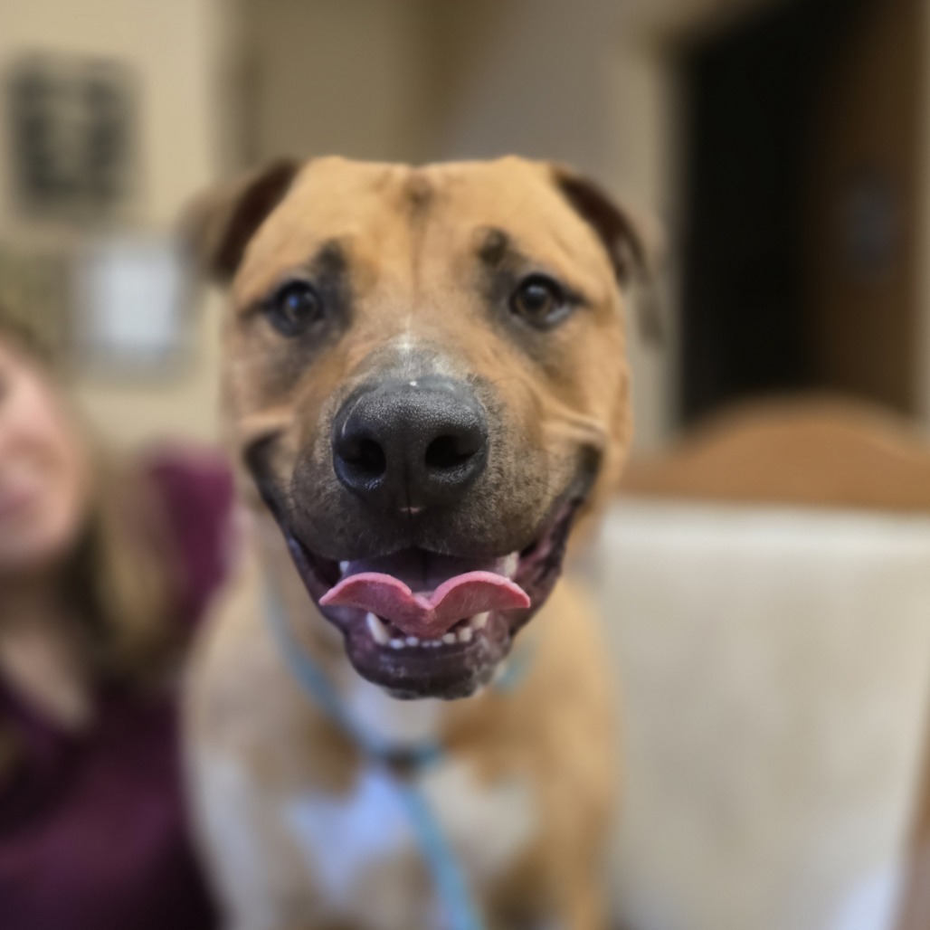 Raptor, an adoptable Mixed Breed in Wickenburg, AZ, 85390 | Photo Image 4