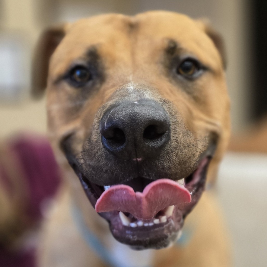 Raptor, an adoptable Mixed Breed in Wickenburg, AZ, 85390 | Photo Image 5