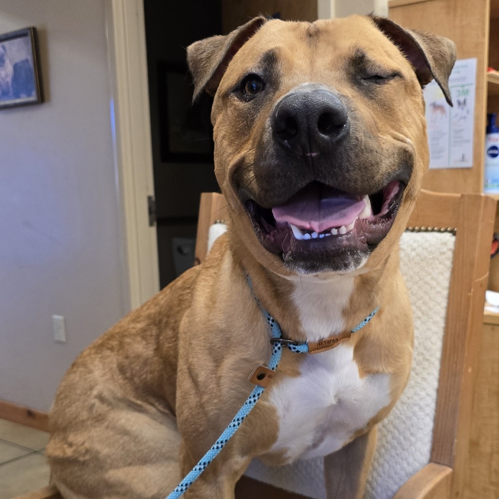 Raptor, an adoptable Mixed Breed in Wickenburg, AZ, 85390 | Photo Image 6