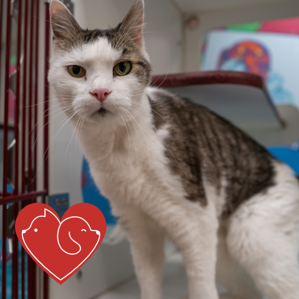 Walter, an adoptable Domestic Short Hair in Cheyenne, WY, 82007 | Photo Image 1