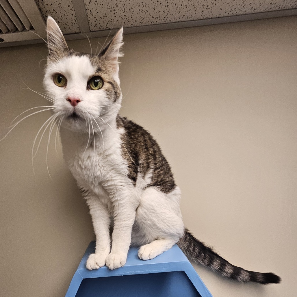 Walter, an adoptable Domestic Short Hair in Cheyenne, WY, 82007 | Photo Image 2