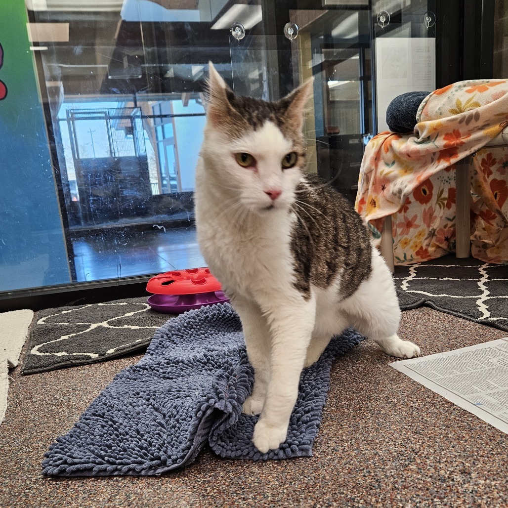 Walter, an adoptable Domestic Short Hair in Cheyenne, WY, 82007 | Photo Image 3