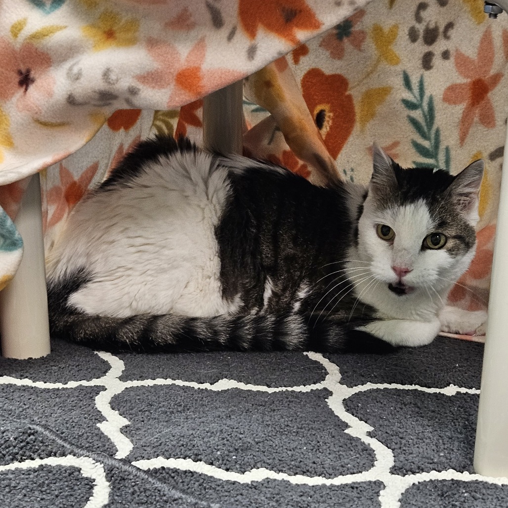 Walter, an adoptable Domestic Short Hair in Cheyenne, WY, 82007 | Photo Image 4