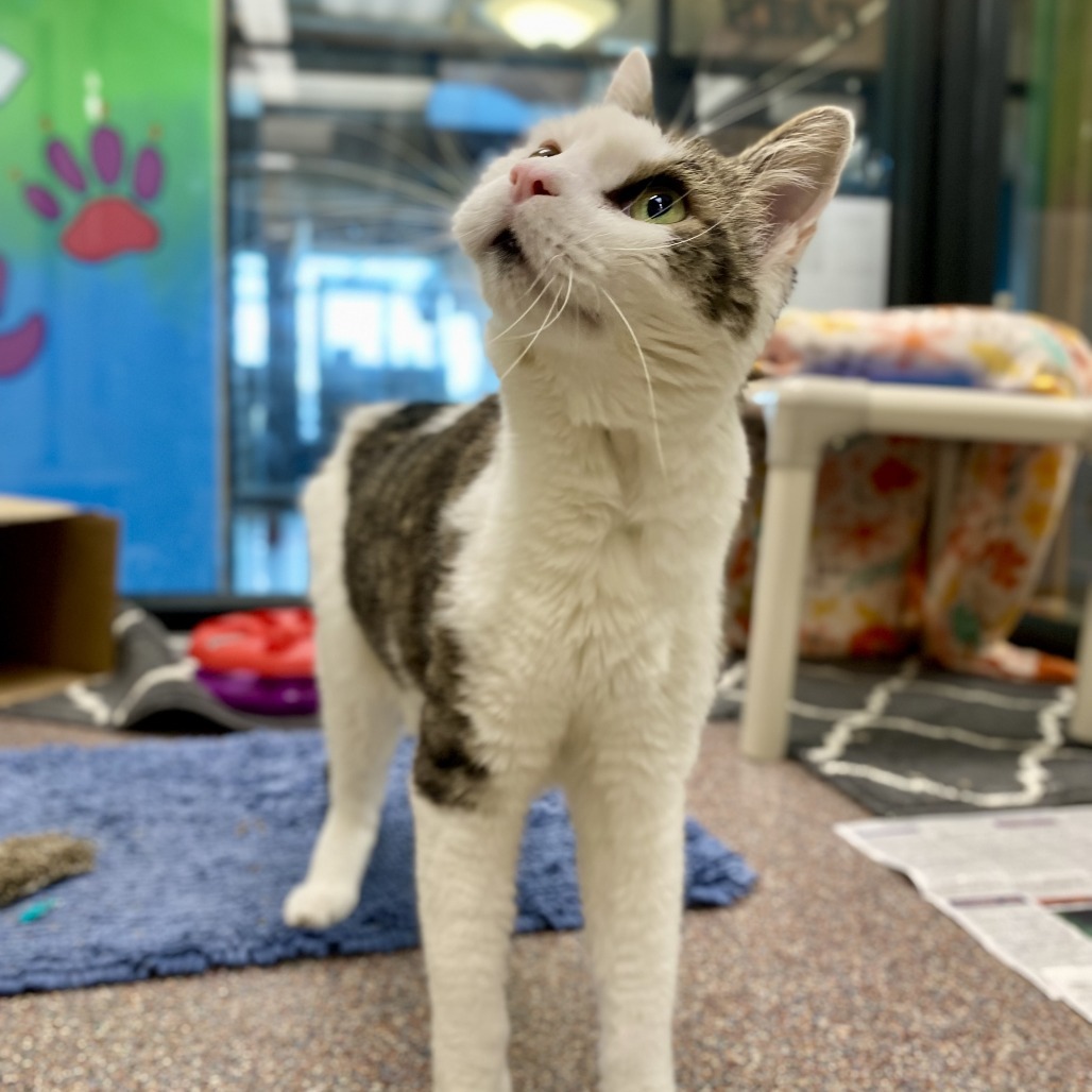 Walter, an adoptable Domestic Short Hair in Cheyenne, WY, 82007 | Photo Image 5
