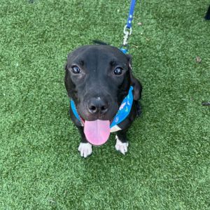Daphne (Adoption Fee-SPONSORED!), Young Female unknown