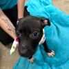Daphne (Adoption Fee-SPONSORED!) photo 2