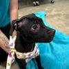 Daphne (Adoption Fee-SPONSORED!) photo 3