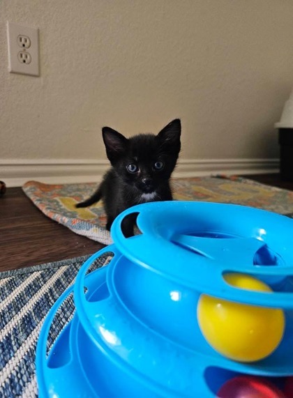 Truffle (pre-adopt)