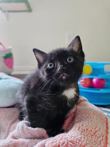 Truffle (pre-adopt)
