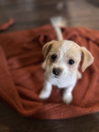 Mateo