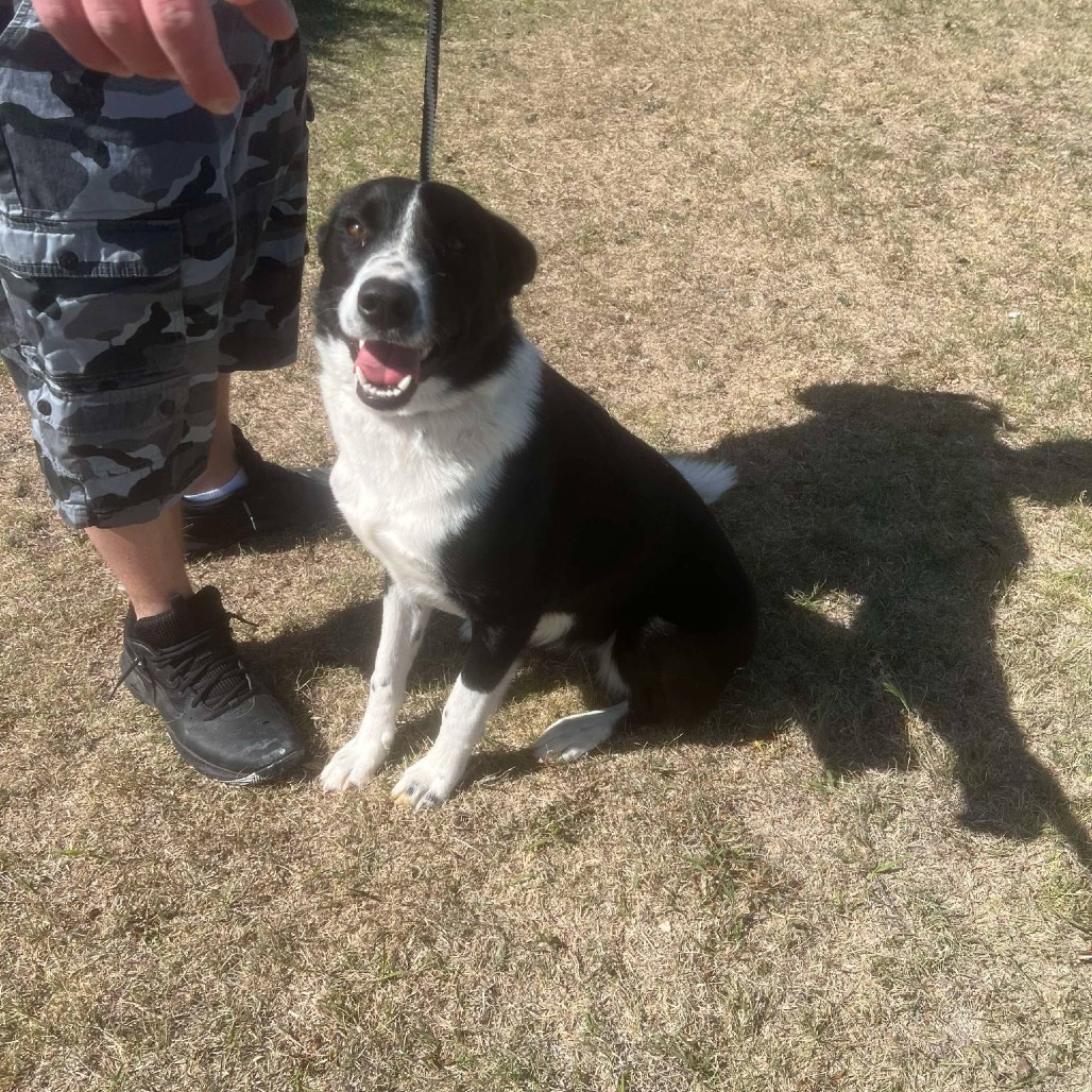 Lula, an adoptable Border Collie in Garden City, KS, 67846 | Photo Image 1