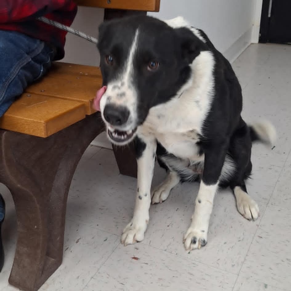 Lula, an adoptable Border Collie in Garden City, KS, 67846 | Photo Image 2