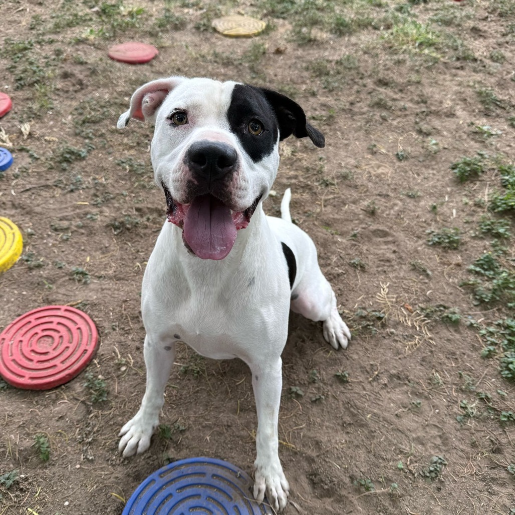 Patches, an adoptable Pit Bull Terrier in Laredo, TX, 78041 | Photo Image 1