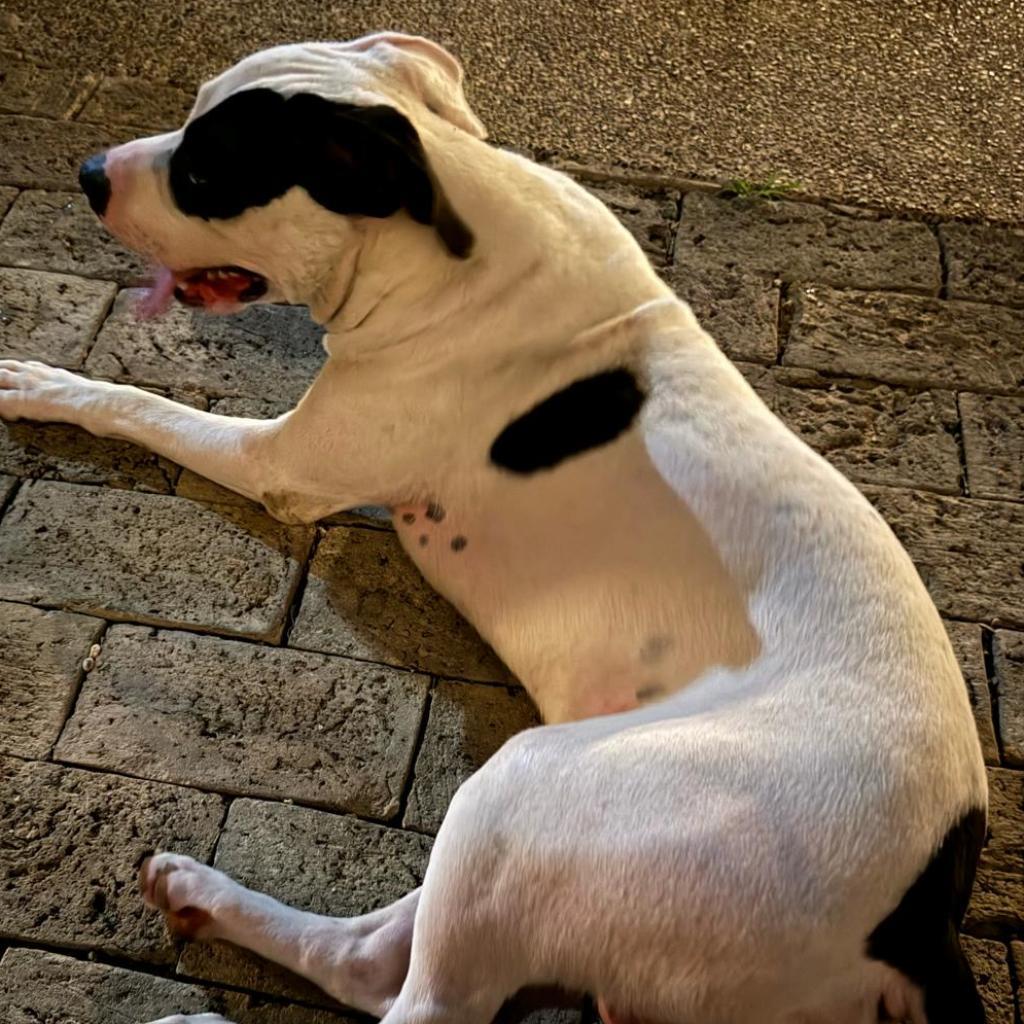 Patches, an adoptable Pit Bull Terrier in Laredo, TX, 78041 | Photo Image 2