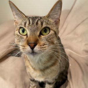 Muffin Domestic Short Hair Cat