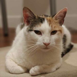 Maple C000-067 - Claremont Location, Adult Female Domestic Short Hair